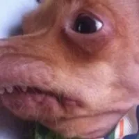 Grupo de Whatsapp: Grupo de receitas saudáveis para seu pet