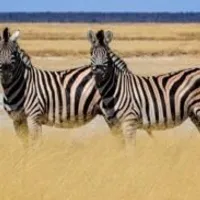 Grupo de Whatsapp: Pet vip