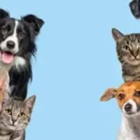 Grupo de WhatsApp: Receitas saudáveis para o seu pet