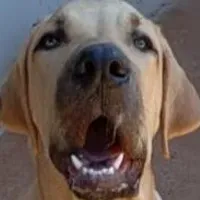 Grupo de WhatsApp: Pets animais