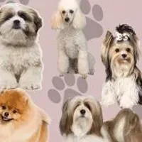 Grupo de WhatsApp: PET SHOP
