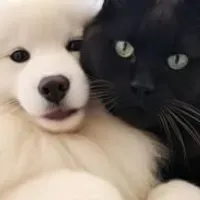 Grupo de WhatsApp: DONOS DE PETS