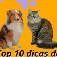 Grupo de WhatsApp: Top 10 melhores dicas de receitas caseiras e baratas