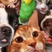 Grupo de WhatsApp: SOBRE PETS