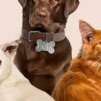 Grupo de WhatsApp: GRUPO DE PETS