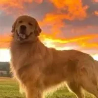 Grupo de WhatsApp: Pets Saudáveis