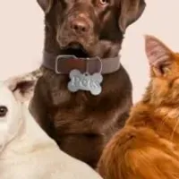 Grupo de WhatsApp: Alimentação saudável para seu pet