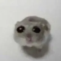 ᥴᥙᥣ𝗍᥆ ძ᥆ rᥲ𝗍іᥒ‡