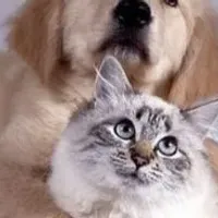 Grupo de WhatsApp: O melhor pro seu pet