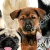 Grupo de WhatsApp: Dicas para saúde do seu pet