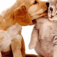 Grupo de WhatsApp: Amor aos pets ️