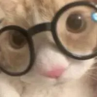 Grupo de WhatsApp: Coliseu dos Pets