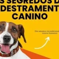 Grupo de WhatsApp: Passo a passo de adestramento