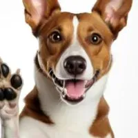 Grupo de WhatsApp:  Orientações para Donos de Pets
