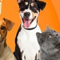Grupo de WhatsApp: Grupo de pets
