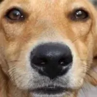 Grupo de WhatsApp: Cuide de seu bichinho ️
