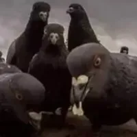 Grupo de WhatsApp: ȻOCⰢ ƉE POMᗾƟ