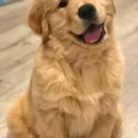 Grupo de WhatsApp: 30 Receitas, para seu animal de estimação