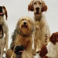 Grupo de WhatsApp: 30 DICAS DE ALIMENTAÇÃO PARA SEU PET