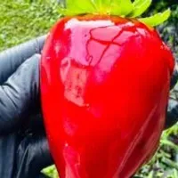 Grupo de WhatsApp: Receita Perfeita de Morango do Amor ️