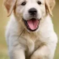 Grupo de WhatsApp: Grupo para saúde do seu pet!!