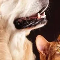 Grupo de WhatsApp: 30 receitas para pets
