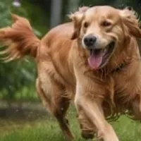 Grupo de WhatsApp: Receitas e Soluções para Pets