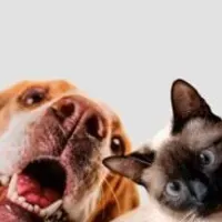 Grupo de WhatsApp: Pets família
