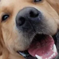 Grupo de WhatsApp: Aprenda a fórmula para deixa seu cão saudável