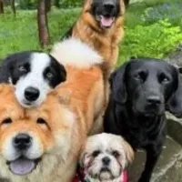 Grupo de WhatsApp: A SAÚDE DO SEU PET E IMPORTANTE.