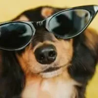 Grupo de WhatsApp: PETS VENDAS ONLINES