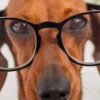 Grupo de WhatsApp: Especialização em Pets
