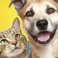 Grupo de WhatsApp: Tutores de pets