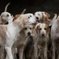 Grupo de WhatsApp: Clube dos Pets