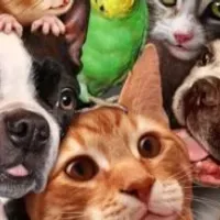 Grupo de WhatsApp: Pets Brasil 🇧🇷