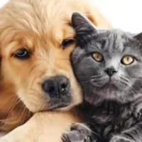 Grupo de WhatsApp: Grupo pets