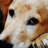 Grupo de WhatsApp: 30 Receitas Saudáveis Para Pet