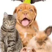 Grupo de WhatsApp: ANIMAIS JUNTOS