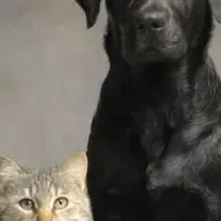Grupo de WhatsApp: Criadores de pets