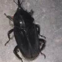 Grupo de WhatsApp: ️ AMONGOS ️