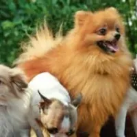 Grupo de WhatsApp: Pets