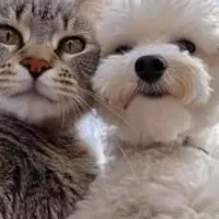 Grupo de WhatsApp: Cuide do seu pet