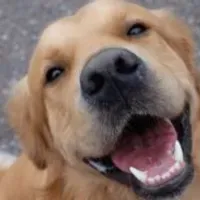 Grupo de WhatsApp: O melhor para seu pet é aqui