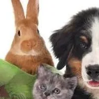 Grupo de WhatsApp: 30 receitas de alimentação para pets