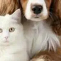 Grupo de WhatsApp: 30 RECEITAS SAUDAVEIS PARA PETS